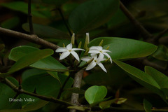 Carissa spinarum